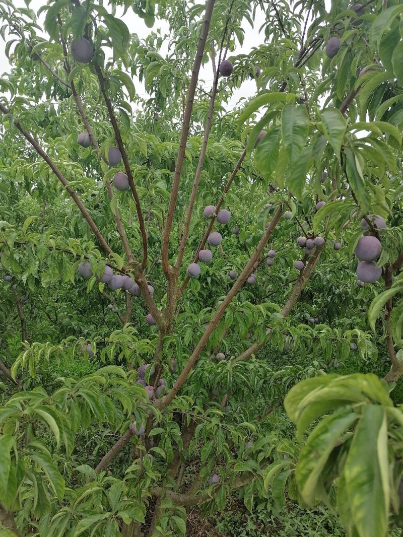 眉山东坡五月脆，一点红，凤凰李上市了欢迎各位老板前来选购