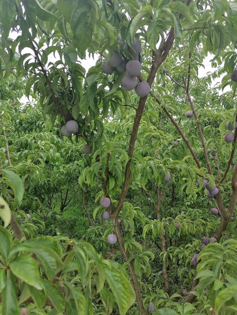 眉山东坡五月脆，一点红，凤凰李上市了欢迎各位老板前来选购