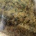 黄蜀葵花，常年批发供应冷背中药材黄蜀葵花
