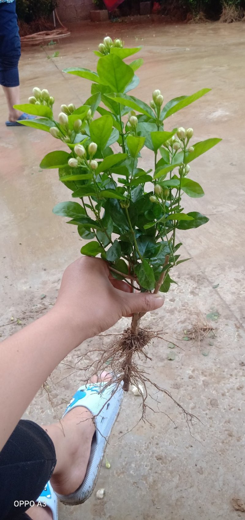 茉莉花苗带花苞发货，茉莉花苗带花苞，货量充足，颗行饱满，