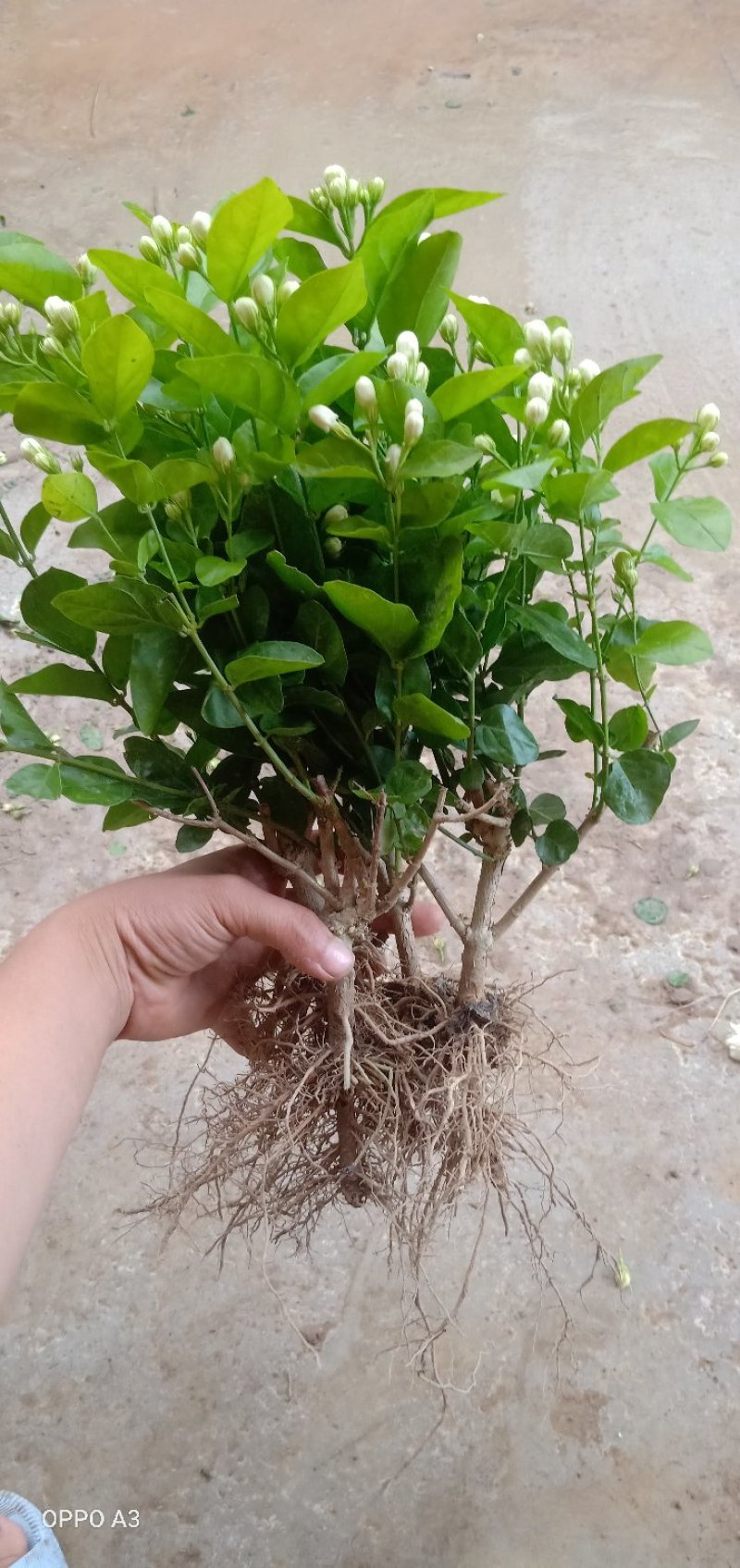 茉莉花苗带花苞发货，茉莉花苗带花苞，货量充足，颗行饱满，