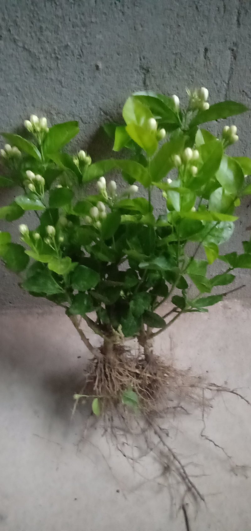 茉莉花苗带花苞发货，茉莉花苗带花苞，货量充足，颗行饱满，