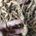野生巴戟天，鸡肠风批发