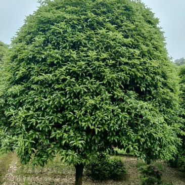 苗木