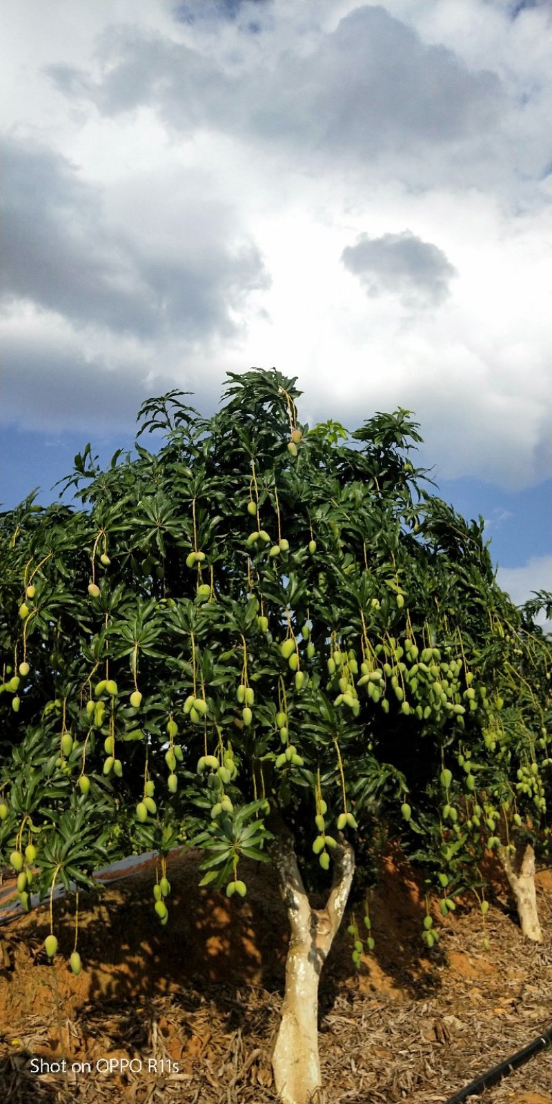 云南保山的台农芒果熟了，需要的来采购