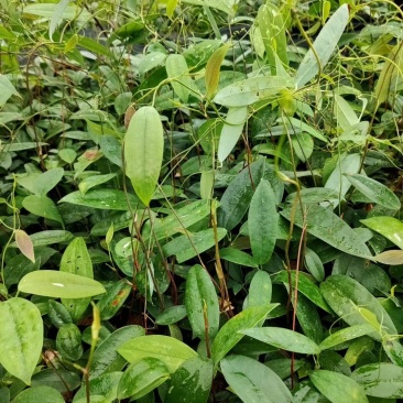 土茯苓种苗，白肉土茯苓种苗