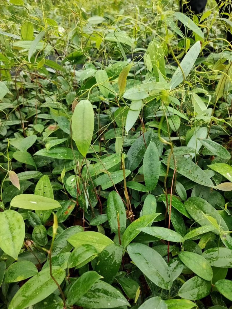 土茯苓种苗，白肉土茯苓种苗