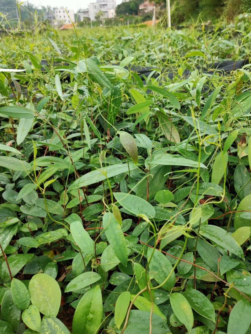 土茯苓种苗，白肉土茯苓种苗