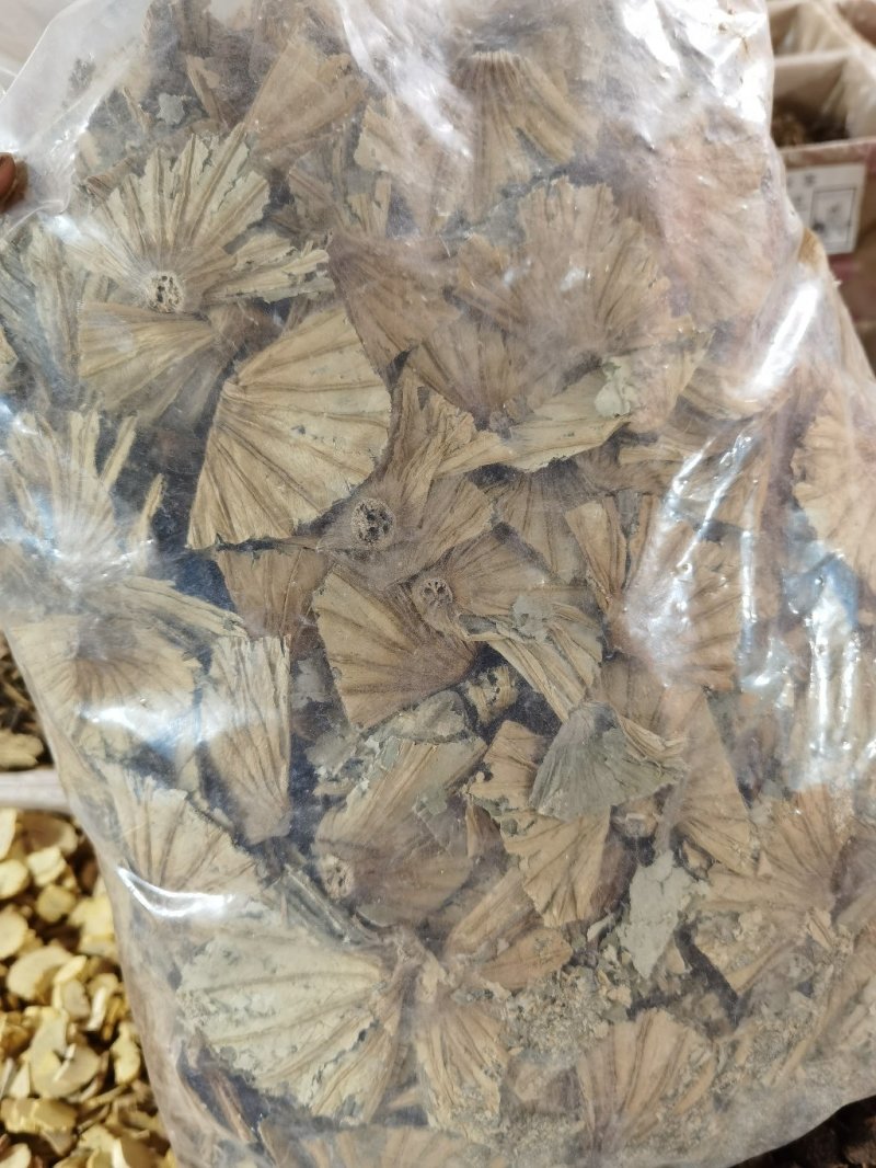 荷蒂，荷叶蒂各种冷背中药材