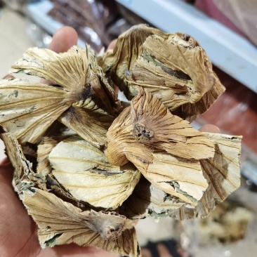 荷蒂，荷叶蒂各种冷背中药材