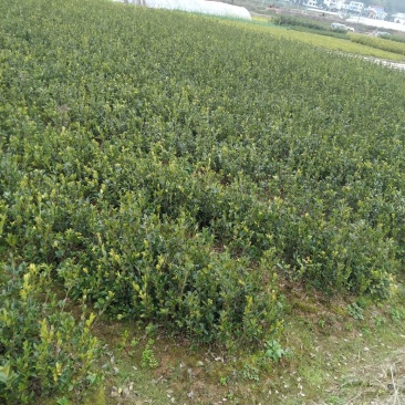 油茶苗