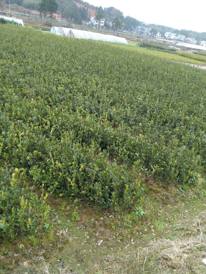 油茶苗
