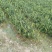油茶苗