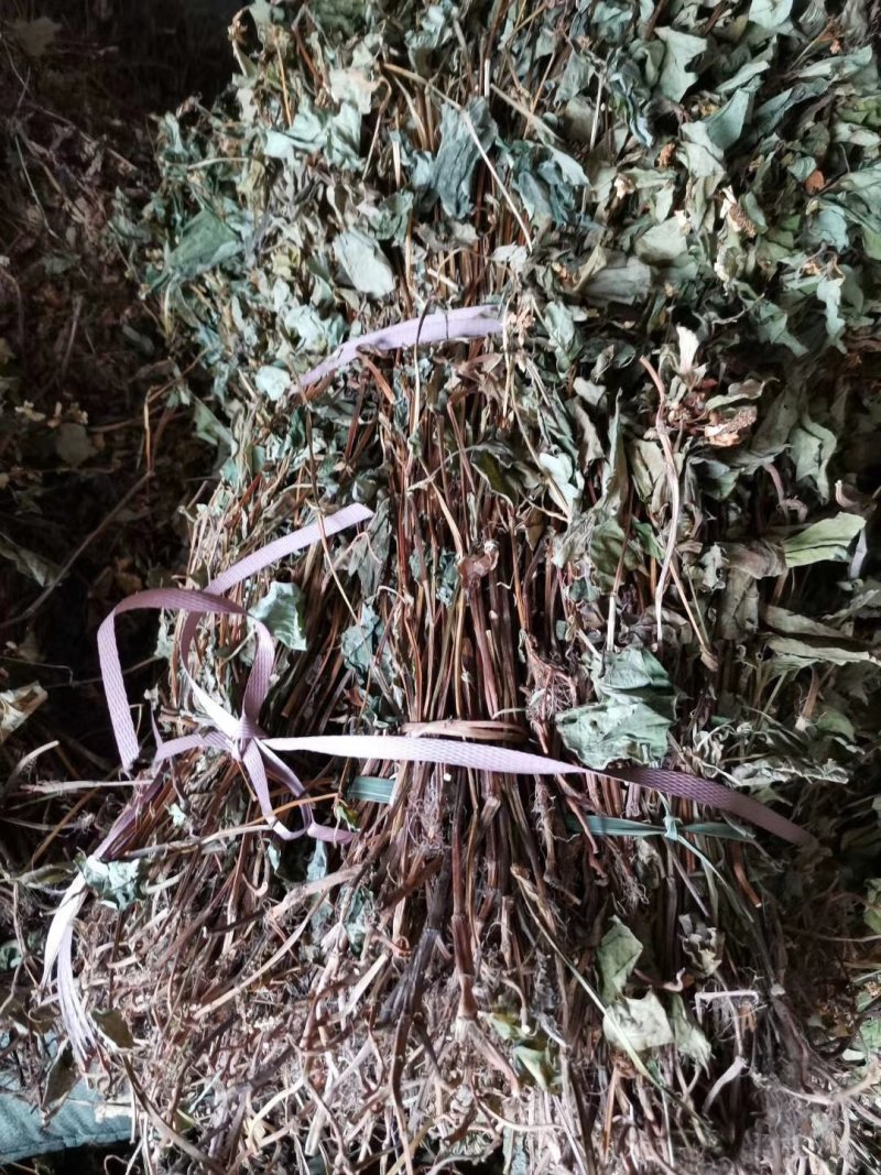 鱼腥草，野生鱼腥草，扎把条子，切片均有，颜色青绿干度好