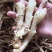 威远仔姜嫩姜姜芽子嫩姜芽大量上市