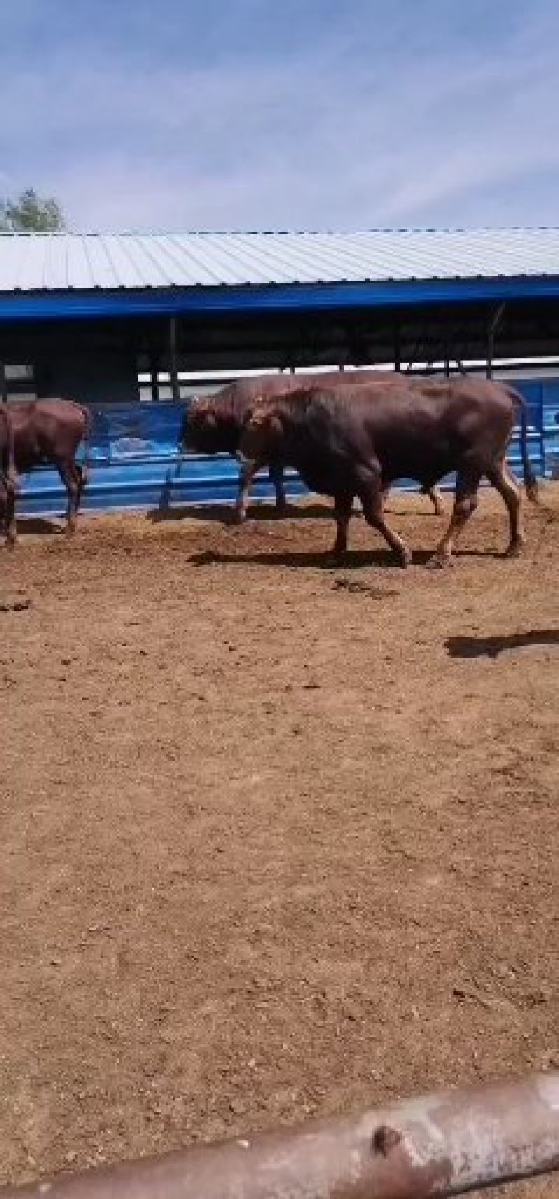 利木赞牛犊100~200kg