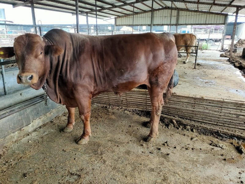 利木赞牛犊100~200kg