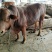 利木赞牛犊100~200kg