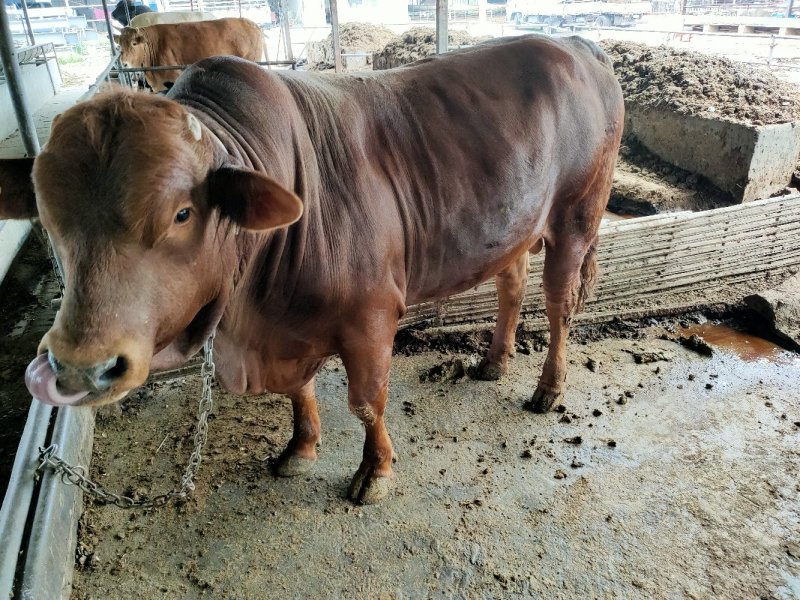 利木赞牛犊100~200kg