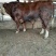 利木赞牛犊100~200kg