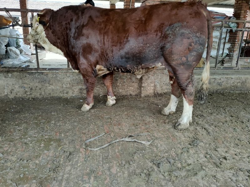 利木赞牛犊100~200kg
