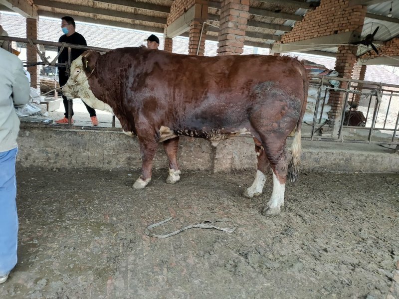 利木赞牛犊100~200kg