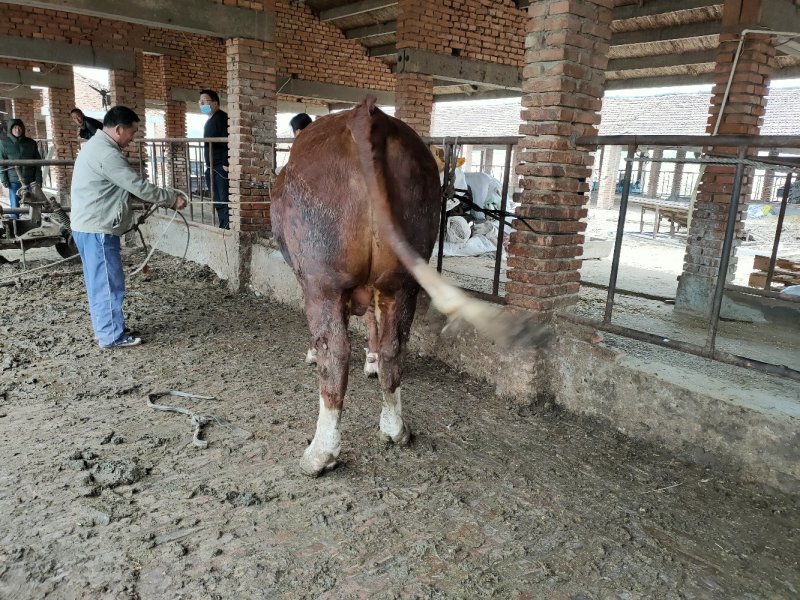 利木赞牛犊100~200kg