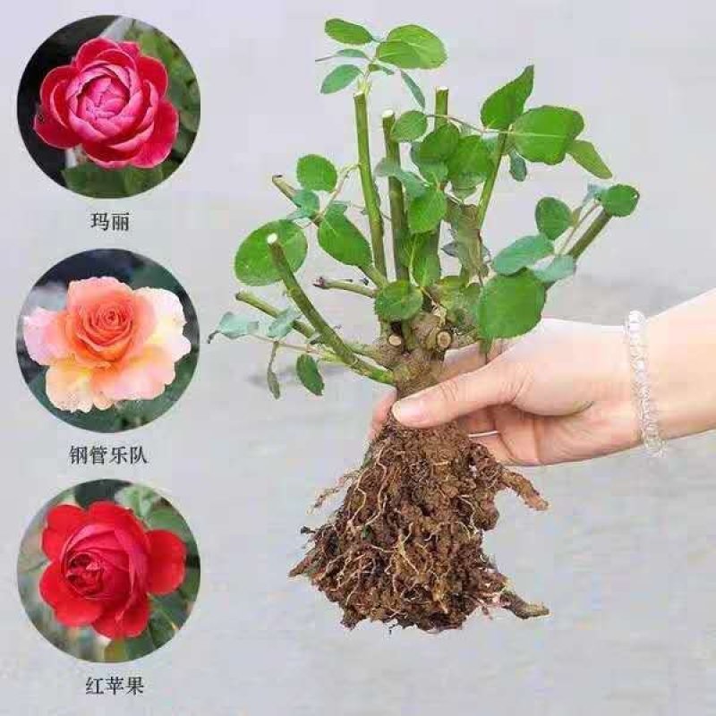 蓝色玫瑰花苗【正品已审核】欢迎实地选苗！成活率高