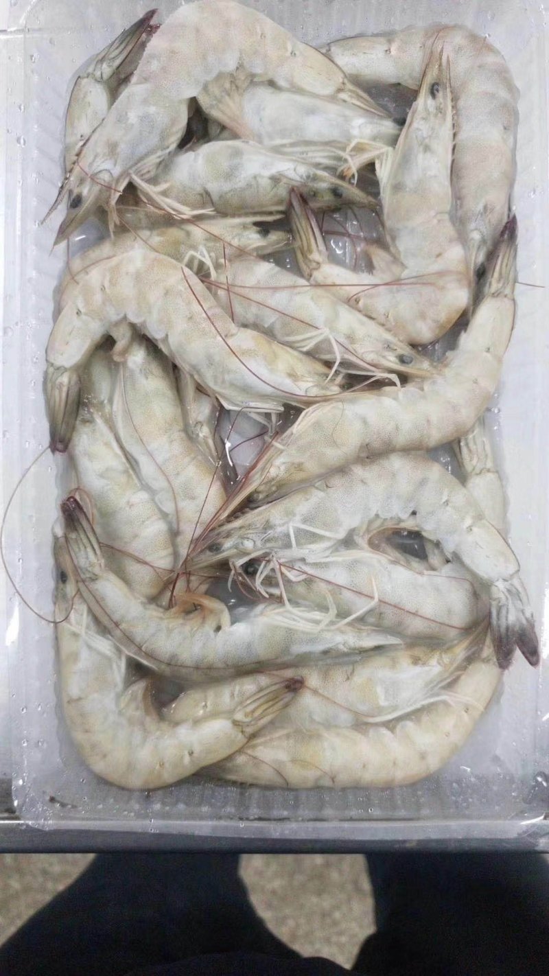 大虾新鲜活虾速冻对虾基围虾北极虾白虾皮皮虾龙虾类海鲜