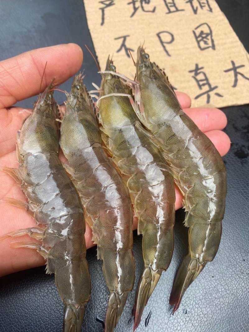 大虾新鲜活虾速冻对虾基围虾北极虾白虾皮皮虾龙虾类海鲜