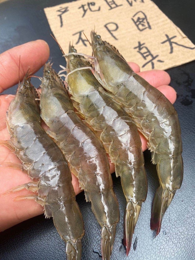 大虾新鲜活虾速冻对虾基围虾北极虾白虾皮皮虾龙虾类海鲜