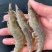 大虾新鲜活虾速冻对虾基围虾北极虾白虾皮皮虾龙虾类海鲜