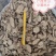 广西灵山莪术片，小片，大片，小莪术（文术）个子，大量现货