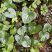细辛