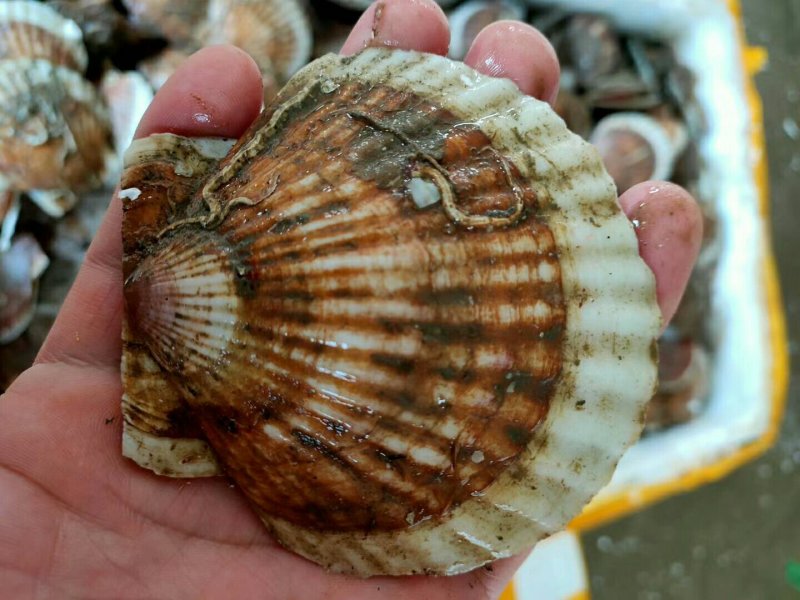 夏姨贝，扇贝，鲜活海鲜海鲜