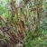 大山黄牛木苗
