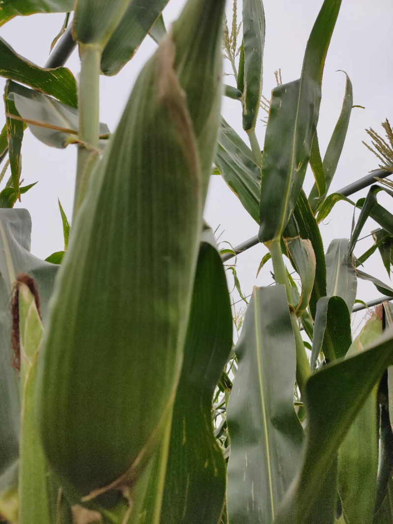大量新鲜玉米成熟