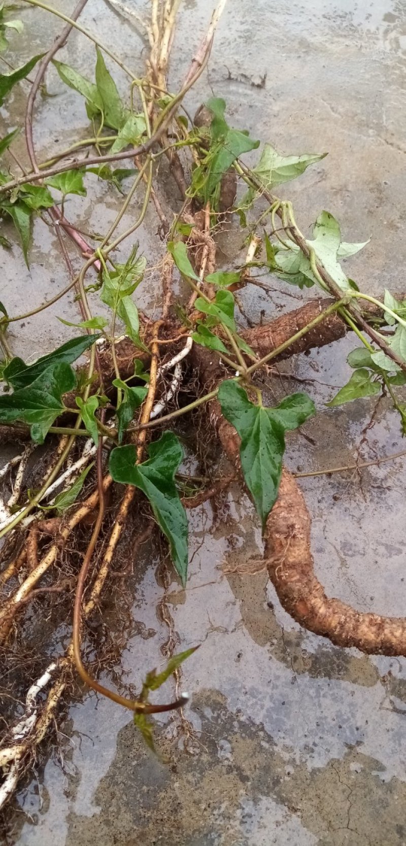 青羊参白石参毒狗药青阳参小白蔹闹狗药牛尾参鲜货