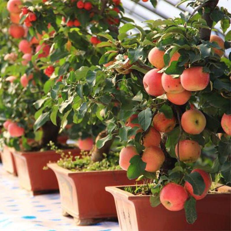 【带果发货】矮化苹果盆栽树苗水果树苗南北方四季种植嫁接红