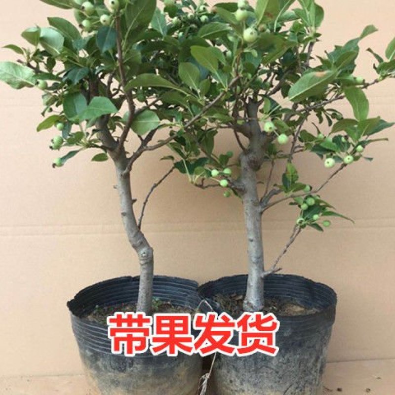 【带果发货】矮化苹果盆栽树苗水果树苗南北方四季种植嫁接红
