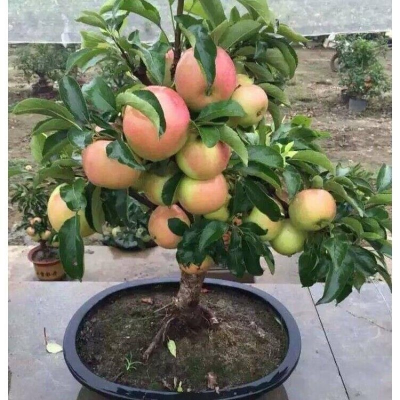 【带果发货】矮化苹果盆栽树苗水果树苗南北方四季种植嫁接红