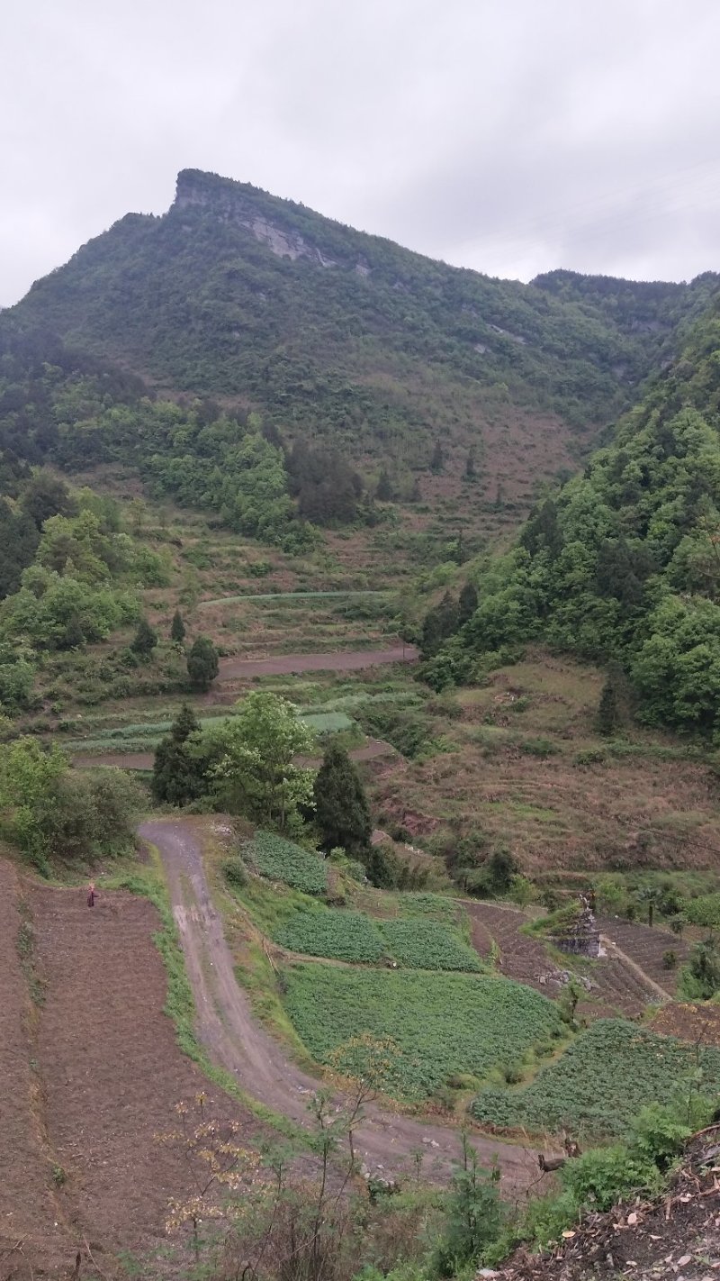 我手里有9000亩山地找合作不要租金