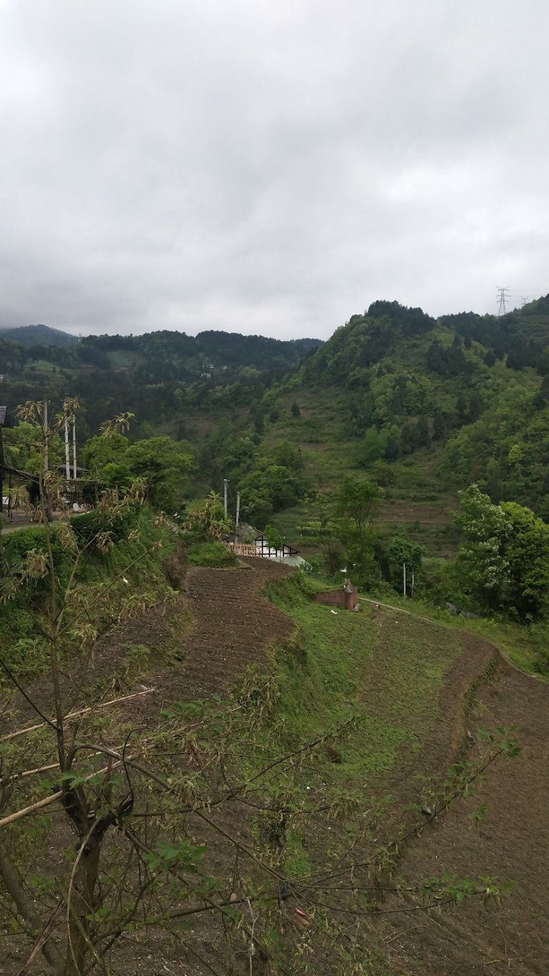 我手里有9000亩山地找合作不要租金