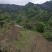 我手里有9000亩山地找合作不要租金