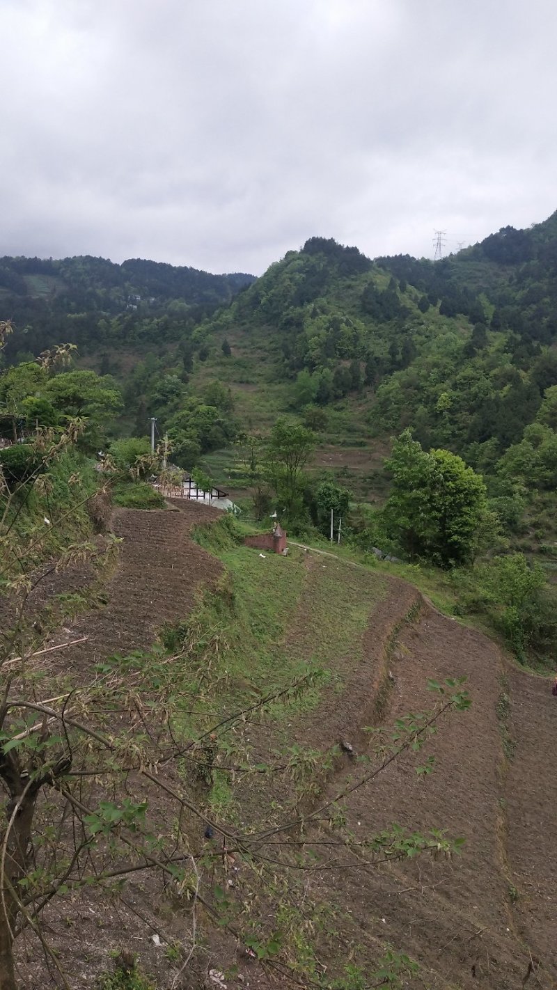 我手里有9000亩山地找合作不要租金