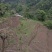 我手里有9000亩山地找合作不要租金