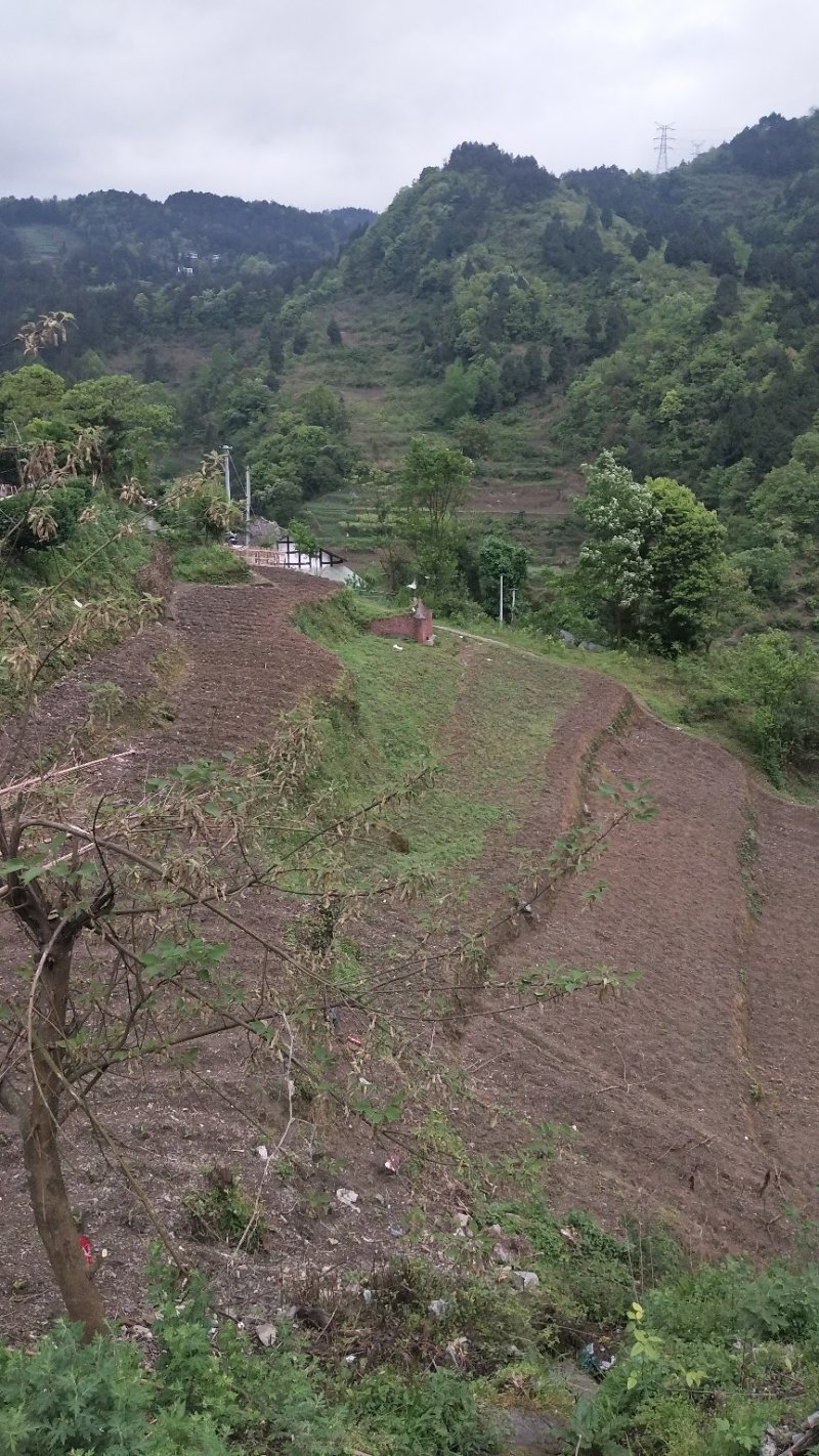我手里有9000亩山地找合作不要租金