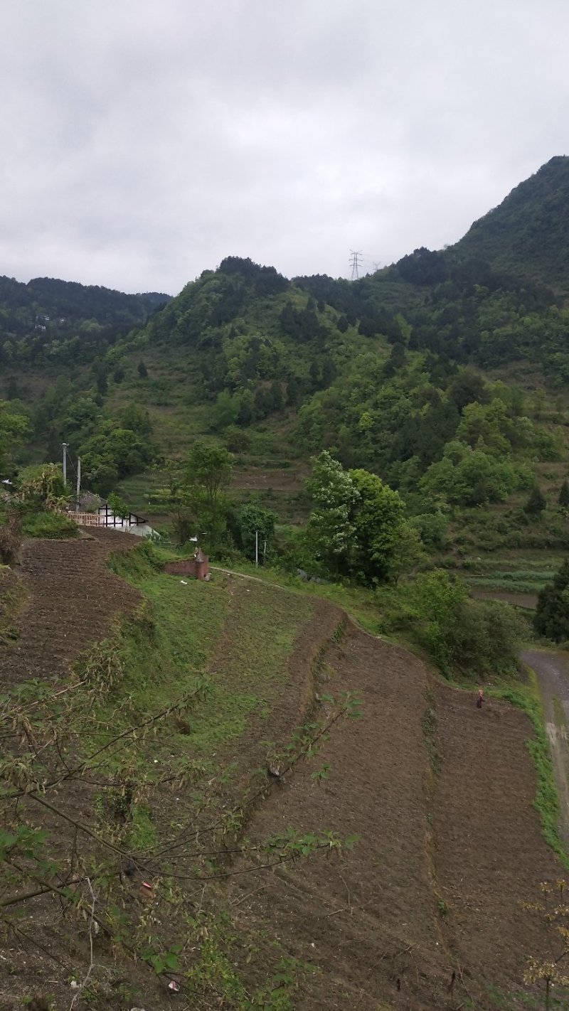 我手里有9000亩山地找合作不要租金