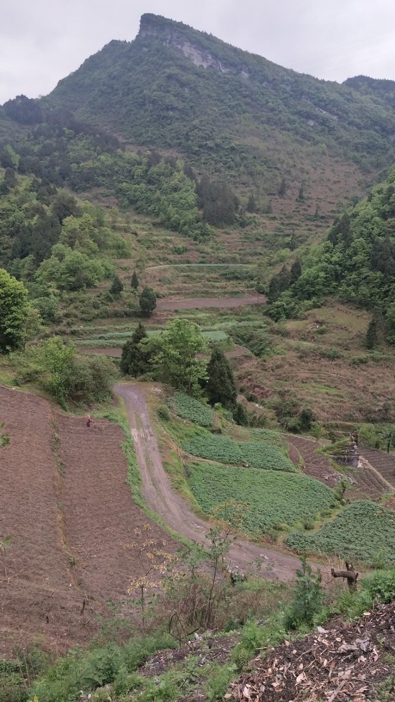 我手里有9000亩山地找合作不要租金