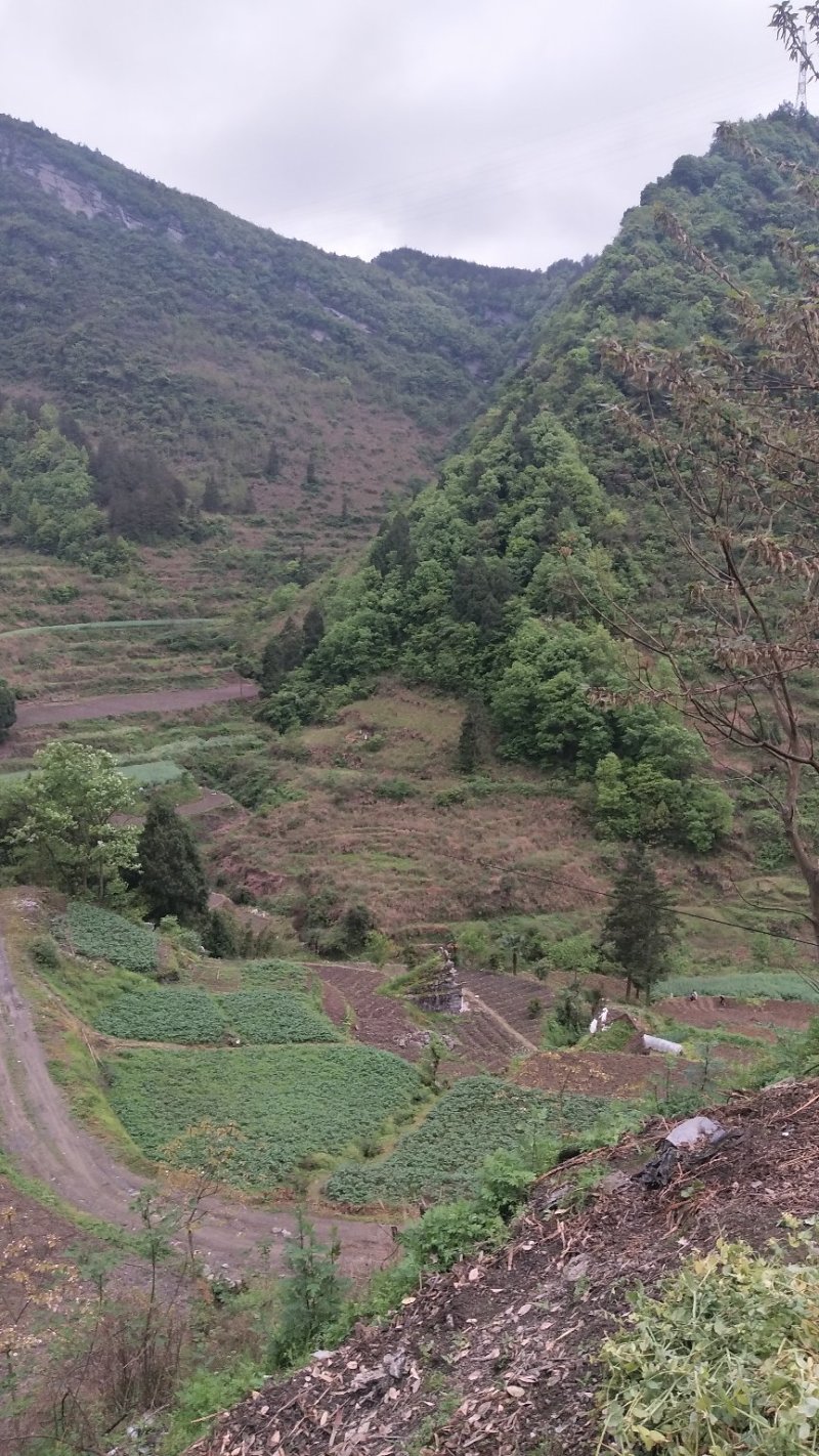 我手里有9000亩山地找合作不要租金